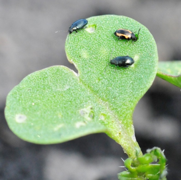 Scouting For And Treating Canola Flea Beetle Ndsu Agriculture